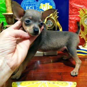 Infanta Russian Toy Terrier Infanta Russian Toy Terrier