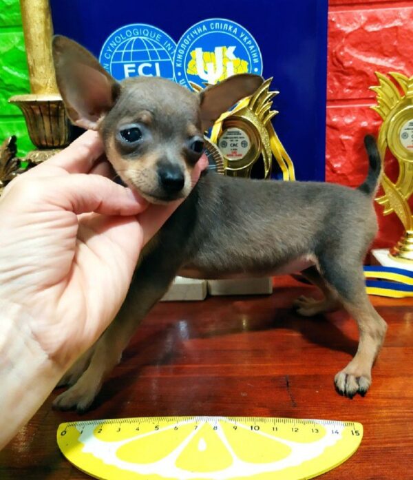 Infanta Russian Toy Terrier Infanta Russian Toy Terrier