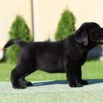 Isolde-female-labrador-retriver-puppy-for-sale-1 (1)