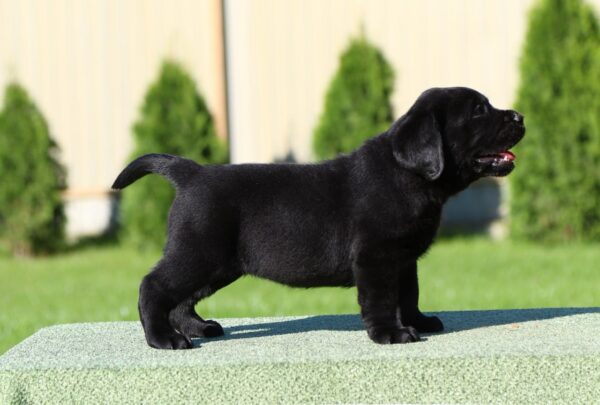 Isolde Labrador Retriever