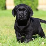 Basilio Labrador Retriever