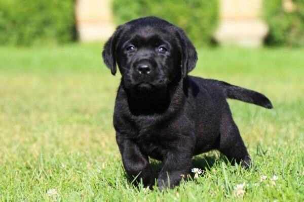 Isolde Labrador Retriever