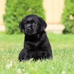 Isolde-female-labrador-retriver-puppy-for-sale-1 (3)