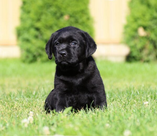 Isolde Labrador Retriever