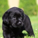 Isolde-female-labrador-retriver-puppy-for-sale-1 (4)