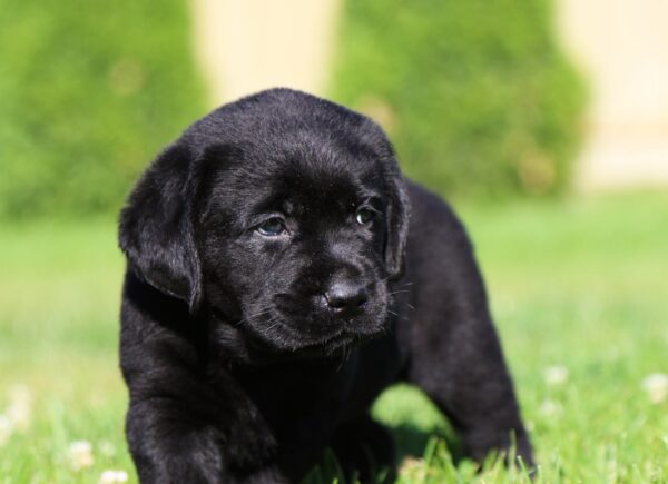 Isolde Labrador Retriever