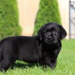 Isolde-female-labrador-retriver-puppy-for-sale-1 (5)