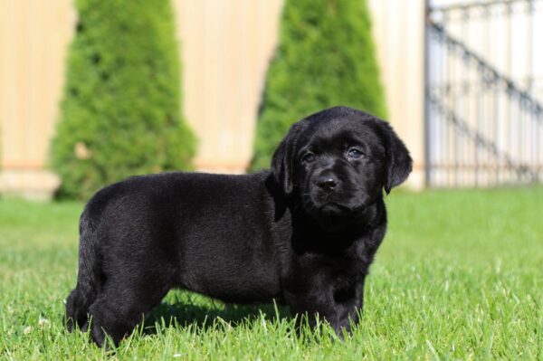 Isolde Labrador Retriever