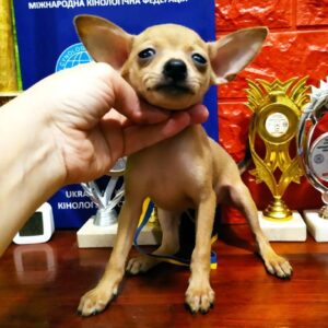 Ivory Russian Toy Terrier