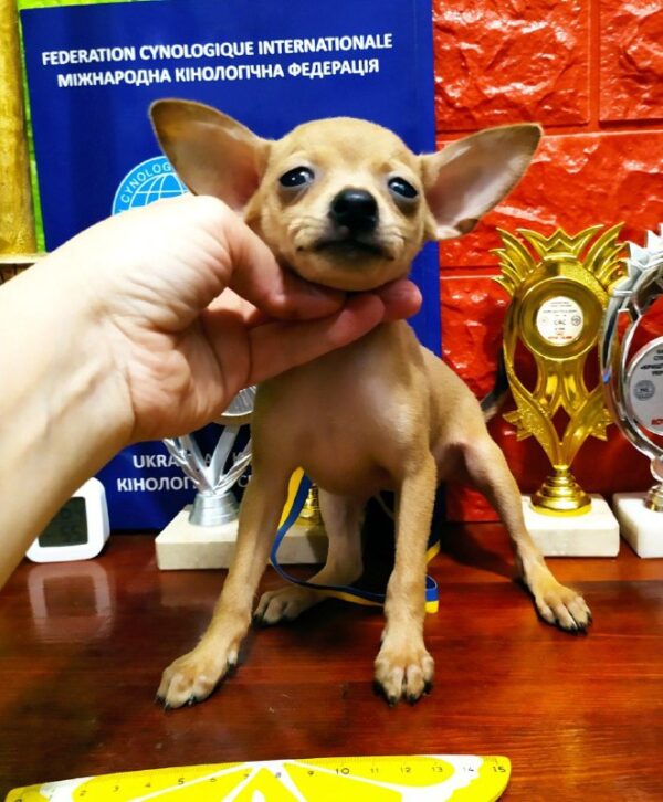 Ivory Russian Toy Terrier Ivory Russian Toy Terrier