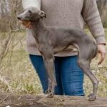 Ivy-father-italian-greyhound-puppy-for-sale-1