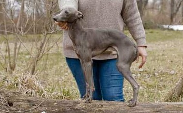 Ivy Italian Greyhound