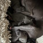 Ivy-female-italian-greyhound-puppy-for-sale-