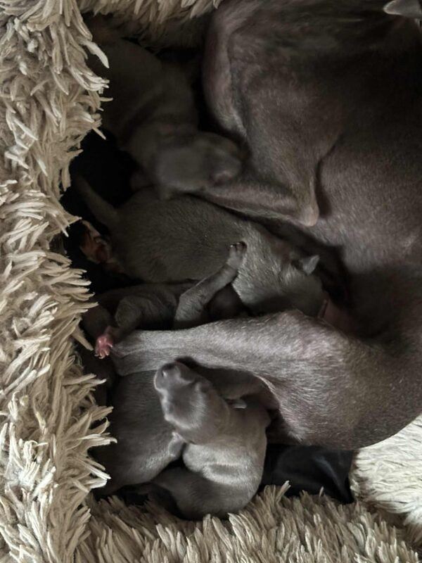 Ivy Italian Greyhound