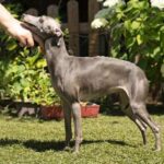 Ivy-mother-italian-greyhound-puppy-for-sale-1