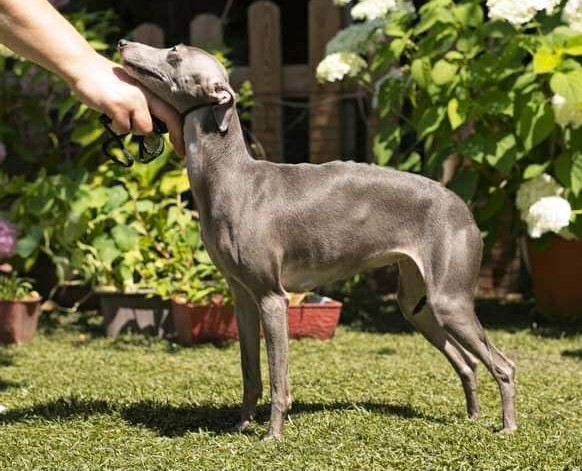 Ivy Italian Greyhound