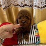 Muscat Toy Poodle