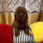 Jaker-male-Poodle-puppy-for-sale-2