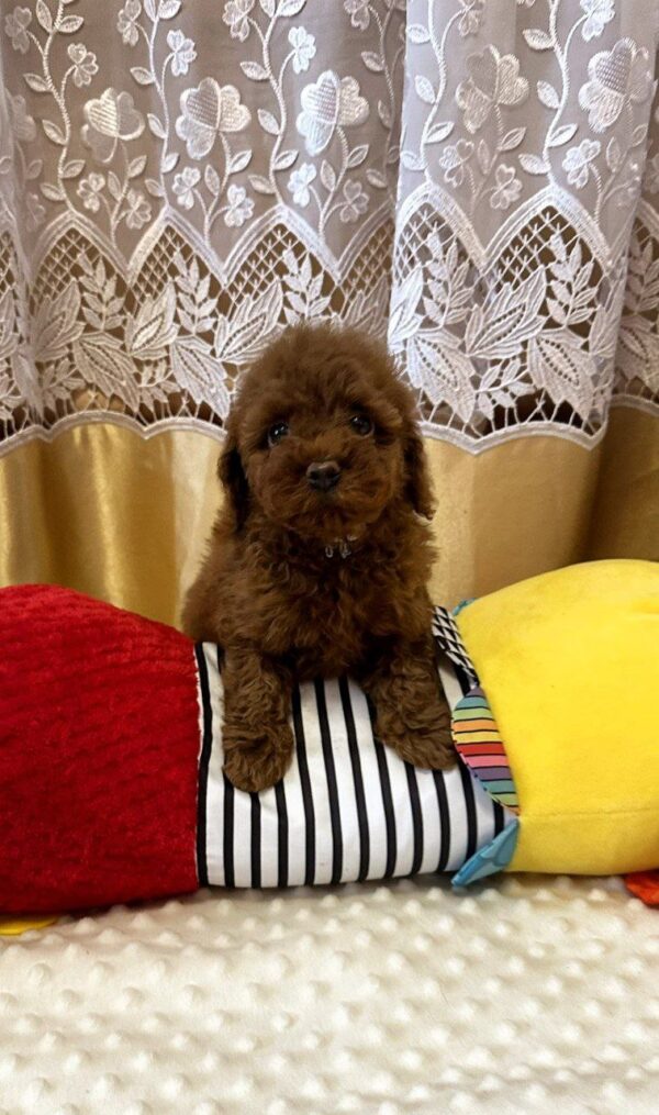 Jaker Toy Poodle