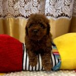 Jaker-male-Poodle-puppy-for-sale-3