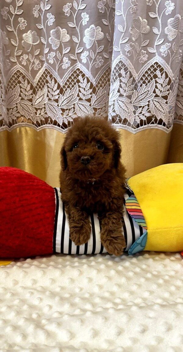 Jaker Toy Poodle