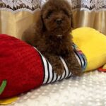 Jaker-male-Poodle-puppy-for-sale-4