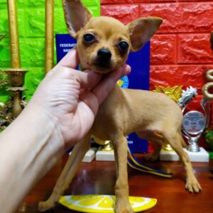 Janice Russian Toy Terrier