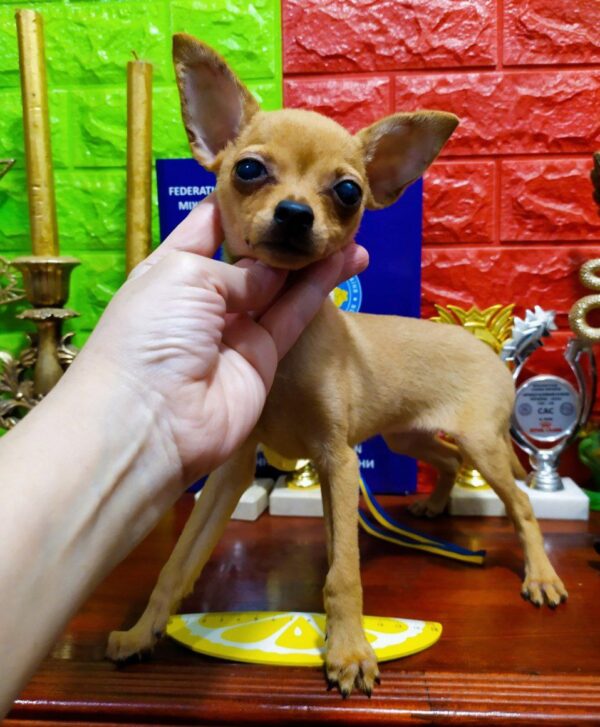 Janice Russian Toy Terrier Janice Russian Toy Terrier