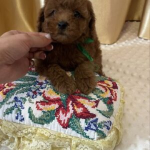 Jasper Toy Poodle Jasper Toy Poodle