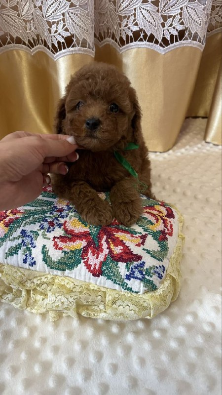 Jasper Toy Poodle