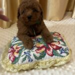 Jasper-male-Poodle-puppy-for-sale-2