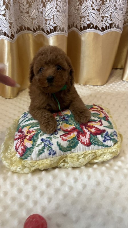 Jasper Toy Poodle