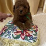 Jasper-male-Poodle-puppy-for-sale-3