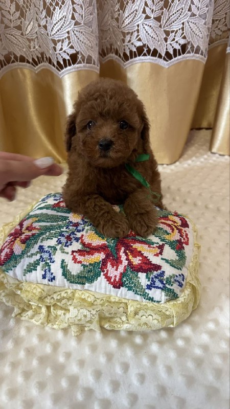 Jasper Toy Poodle