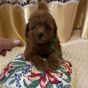 Jasper Toy Poodle Jasper Toy Poodle