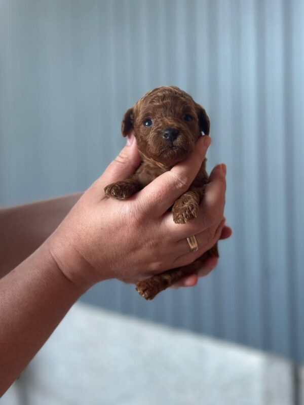 Jenna Toy Poodle Jenna Toy Poodle