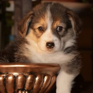 Jenny Welsh Corgi Jenny Welsh Corgi