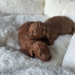Jolly-Jana-female-Toy-Poodle-puppy-for-sale-1