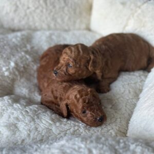 Joly and Jana Toy Poodle