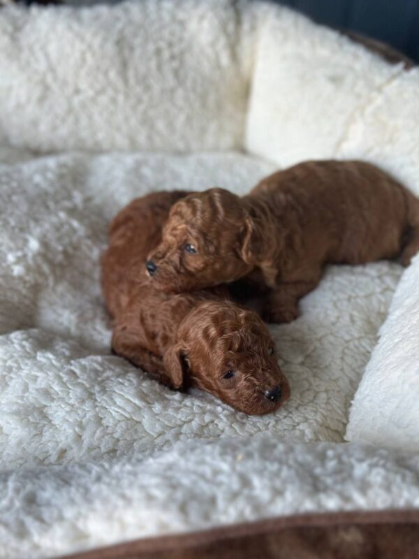 Joly and Jana Toy Poodle Joly and Jana Toy Poodle