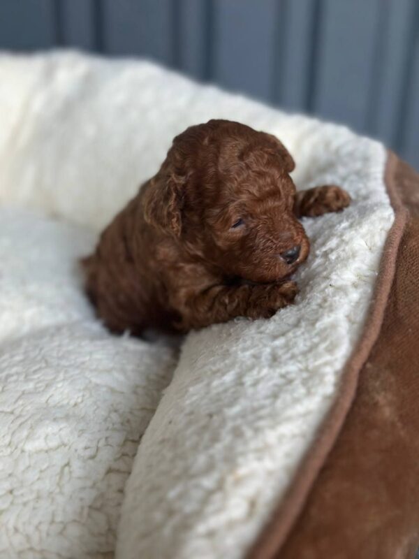 Jonny Toy Poodle Jonny Toy Poodle