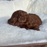 Jonny-male-Toy-Poodle-puppy-for-sale-2