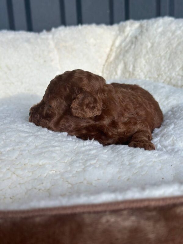 Jonny Toy Poodle Jonny Toy Poodle