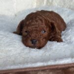 Jonny-male-Toy-Poodle-puppy-for-sale-3