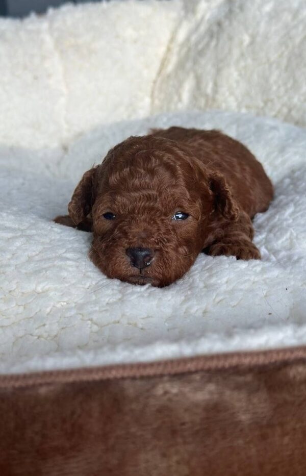 Jonny Toy Poodle Jonny Toy Poodle