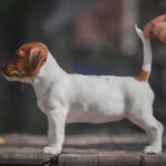 Josephine-female-Jack-Russell-Terrier-puppy-for-sale-1 (1)