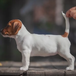 Josephine Jack Russell Terrier