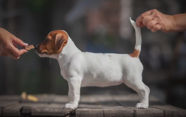 Josephine Jack Russell Terrier Josephine Jack Russell Terrier