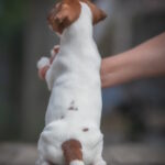 Josephine-female-Jack-Russell-Terrier-puppy-for-sale-1 (2)