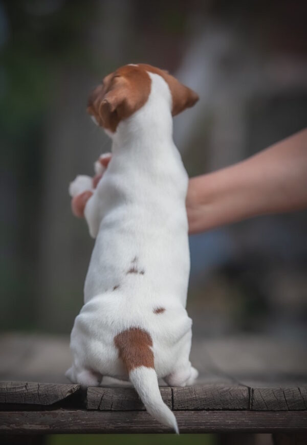 Josephine Jack Russell Terrier Josephine Jack Russell Terrier